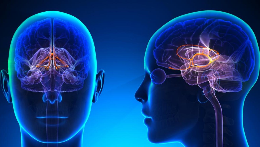 Gamma Brainwave Training: Evolution Aspects