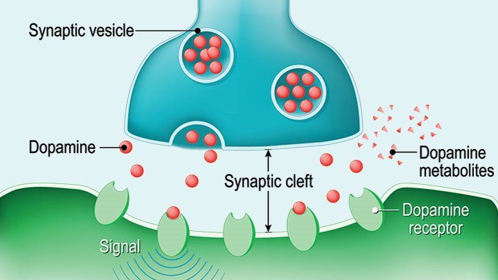 all about dopamine