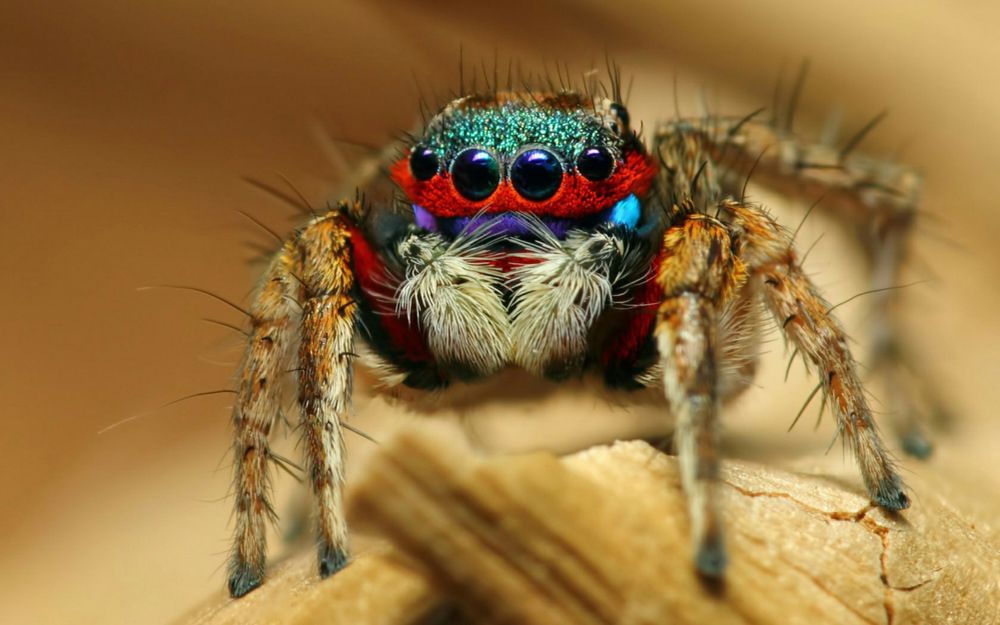 spider