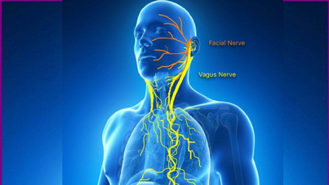 vagus nerve