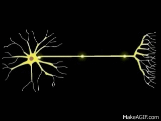Scientists Discovered the Brainwave Behind Empathy. Reconnecting Gamma Might Resurrect Human Compassion 7 Neurons firing